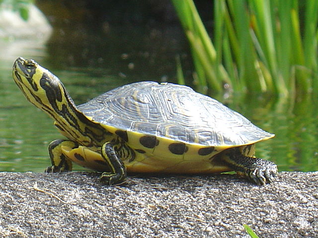 Comunicato stampa della Provincia di Oristano sulla Trachemys Scripta (tartaruga palustre americana)