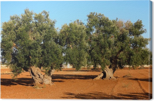 bando raccolta olive Serra Majori