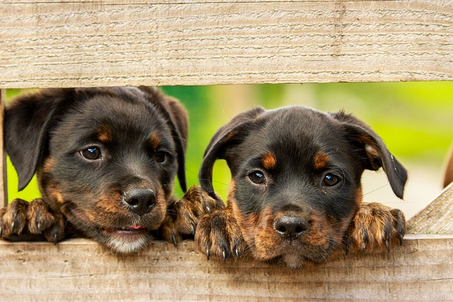 Anagrafe Canina, appuntamento mercoledì 22 maggio