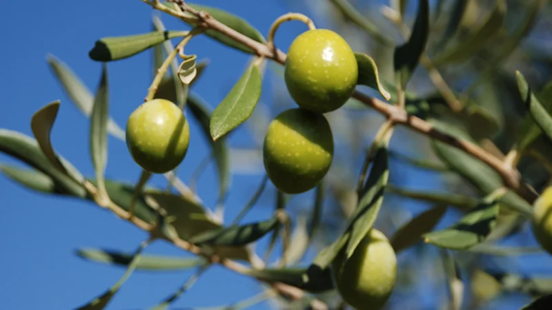 Avviso ai cittadini per la raccolta delle olive nell'oliveto comunale