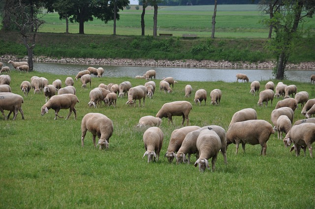 Aiuti in favore delle aziende agricole diffusione febbre catarrale degli ovini (blue tongue)
